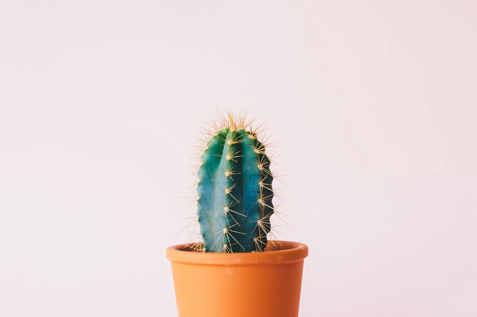 Cactus de bajo mantenimiento en maceta de terracota
